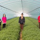 최창혁농장 이미지