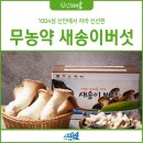[무농약 새송이버섯] 1004섬 신안의 신선함을 그대로! 국산 미니새송이버섯 추천