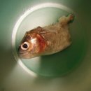 칼리포스 이미지