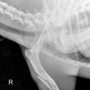 삼화 우수한 동물병원 이미지