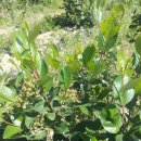 상진농장 이미지