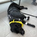 로이동물병원 이미지