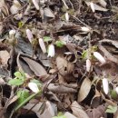 얼레지펜션 이미지