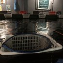 미췬물고기 이미지