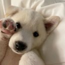 (주)백구