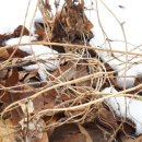 새벽숲농장 이미지