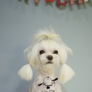 구름 펫 살롱 이미지