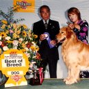 에이스 켄넬 이미지