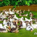 영진농장 이미지