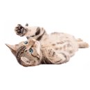 가방위에 고양이 이미지