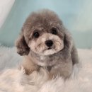 꼼꼼 애견미용실 이미지