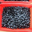 춘수농장 이미지