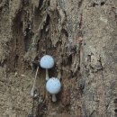 광명여인숙 이미지