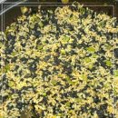 파주샤브칼국수 이미지