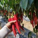 화산농약사 이미지