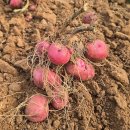 홍양농장 이미지