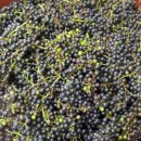 머루효소 담금하기. 이미지