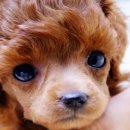 개귀여워 이미지