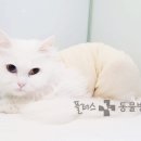 해운대플러스동물병원 이미지