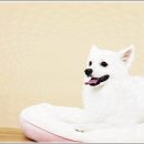 플랜멍 강아지분양 대구본점 이미지