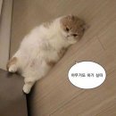 오스파