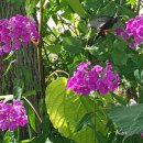 단풍펜션 이미지