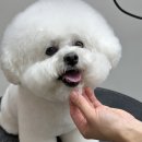 보떼성남