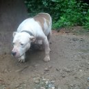 대식농장 이미지