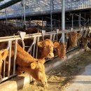 전남축산 이미지