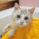 고양이 무마취 미용전문 이미지