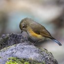 Red-flanked Bluetail( 유리딱새 같이 보인데 ) Himalayan Bluetail 암컷이 아닐까 ? 이미지