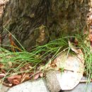 다미농원 이미지