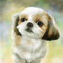 강아지그림