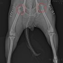 재생동물병원 이미지