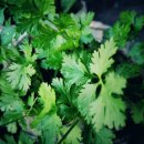 고수 카카오 검색결과