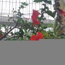 2019년 가을, 충남 보령-개화예술공원 허브랜드 익소라, 히비스커스, 공기정화 식물 이미지