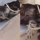 라이프스토리쇼핑 이미지