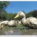 유황오리 이미지