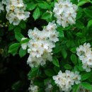 화남초등 이미지