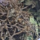 약산흑염소 이미지