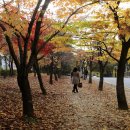 낙엽(fallen leaves) 이미지