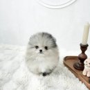 살롱드퍼피 | 동탄강아지 클라씨퍼피 방문 후기