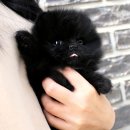 내 강아지 | 요미펫에서 내 인생 강아지 겟! 안성강아지분양 완전 솔직 후기 ✨