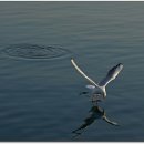 나르시스 Daum카페
