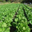 해오름농장-3 이미지