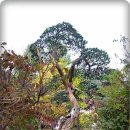 고요정원 이미지