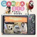 버블뽑기 | 광주24시애견카페 버블독스 광주쌍암첨단점 | 강아지 두쫀쿠 파는곳