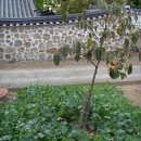 태안향교(태안초) 이미지