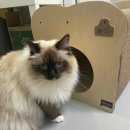 식빵굽냥 | [고양이 원목 숨숨집 추천] 스윗캣 식빵굽냥 고양이 하우스 내돈내산하여 2년 사용한 리뷰 (카페트 교체...