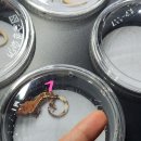 산돌사랑의 집 | 2025 한국 관상어 산업 박람회 with 렙타일(정브르 아마존 특별기획전) 방문후기